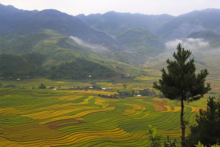 Harvest time in Mu Cang Chai - ảnh 1